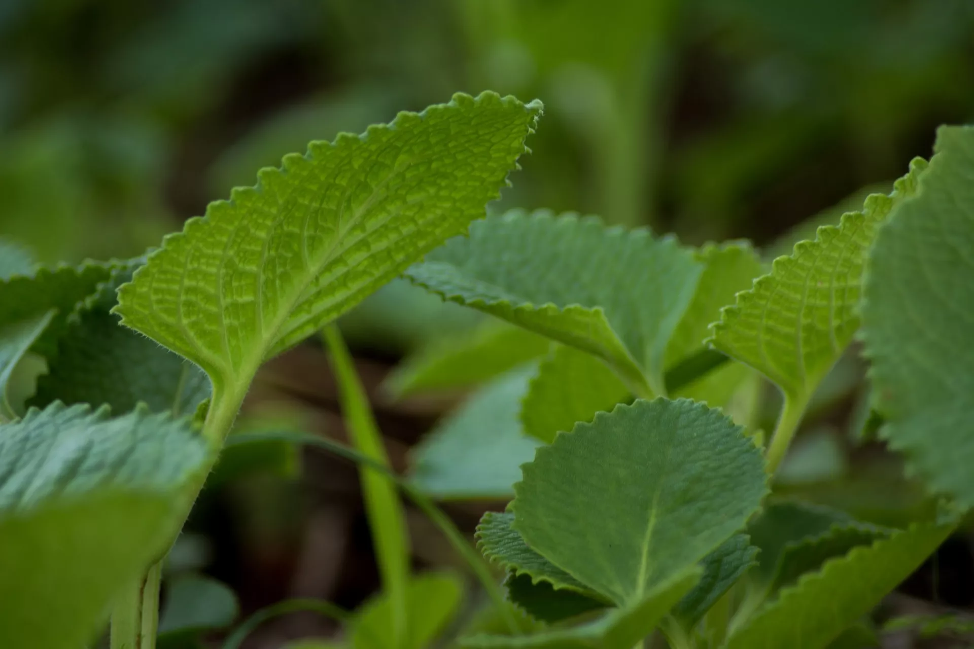 Ajwain leaves
