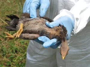 बर्ड फ्लू व इससे बचाव के टिप्स