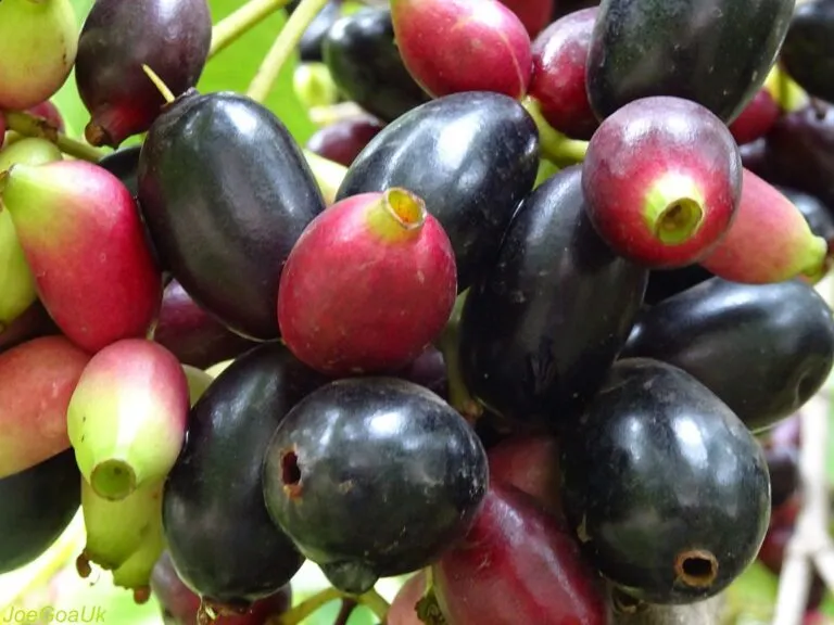 डायबिटीज के साथ-साथ अन्य बीमारियों में भी बेहद गुणकारी है जामुन