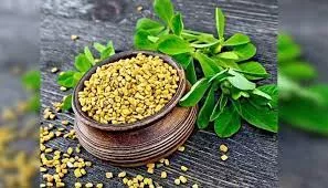यूरिक एसिड के उच्च स्तर को नियंत्रित करने में कारगर है मेथी