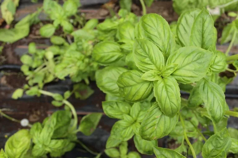 खाली पेट तुलसी की पत्तियां खाने के फायदे