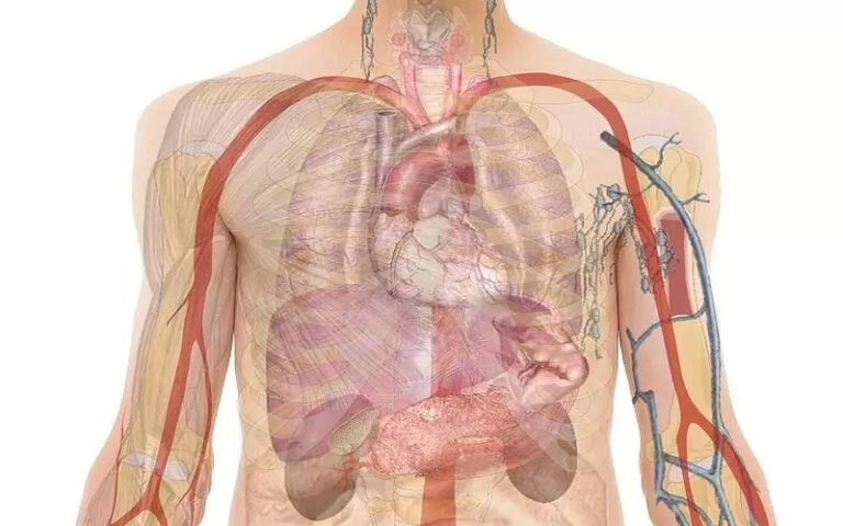 फेफड़ों को मजबूत करने वाले घरेलू उपाय