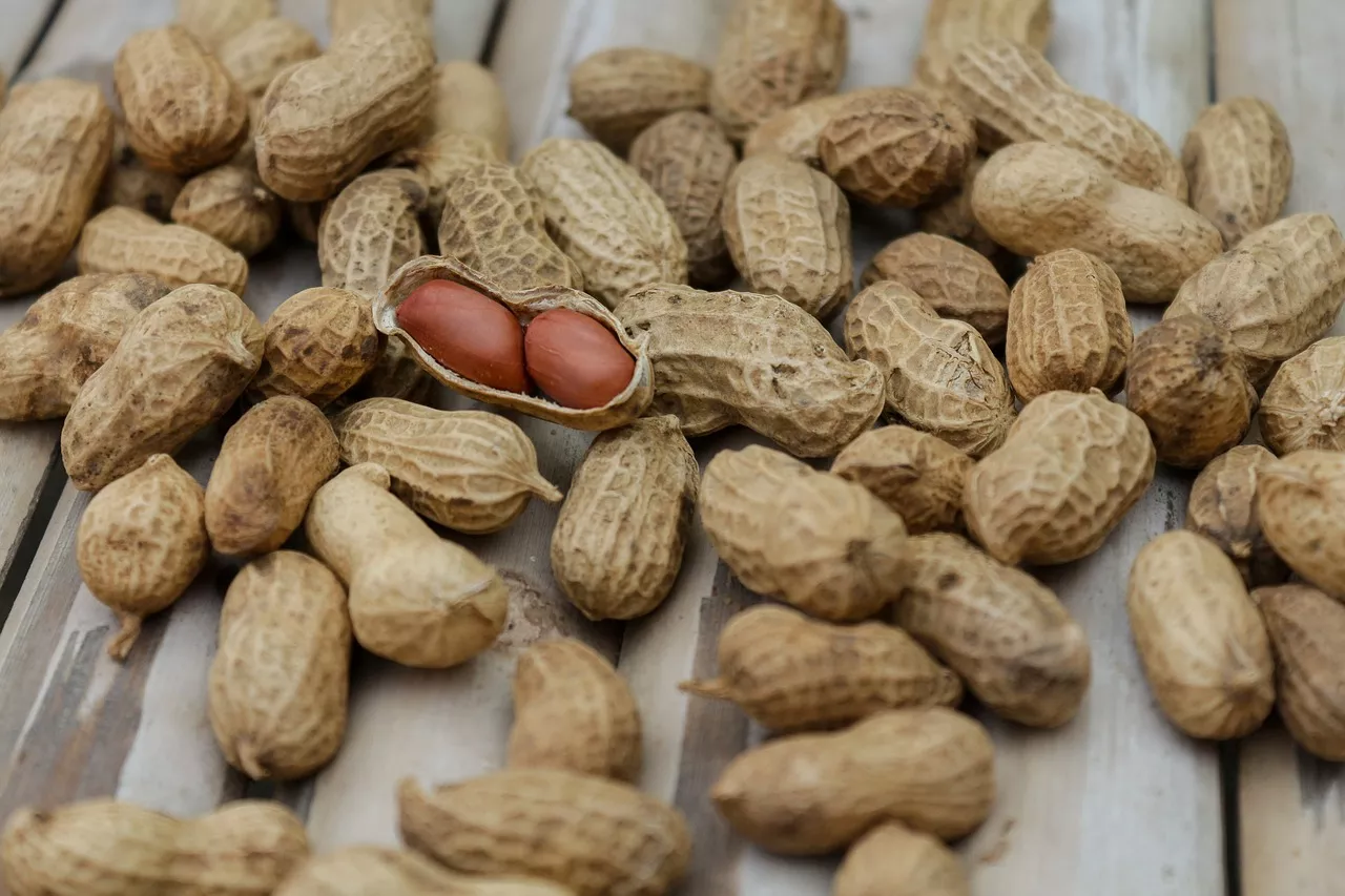 Benefits of eating peanuts in winter in Hindi
