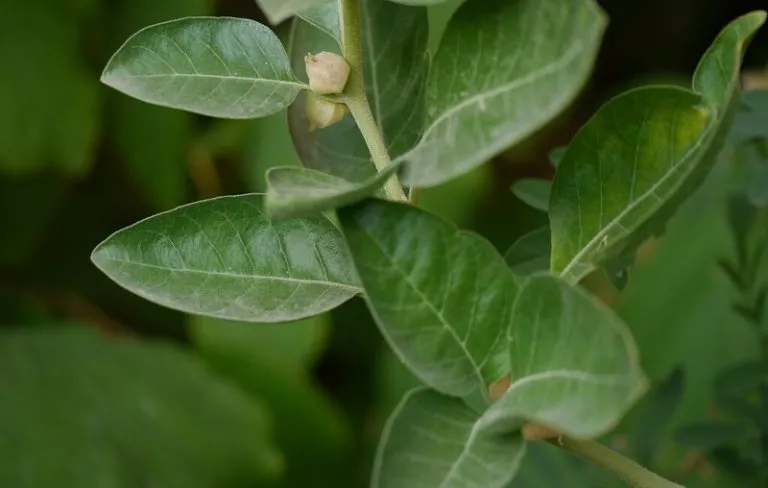 Ashwagandha ke fayde aur nuksan