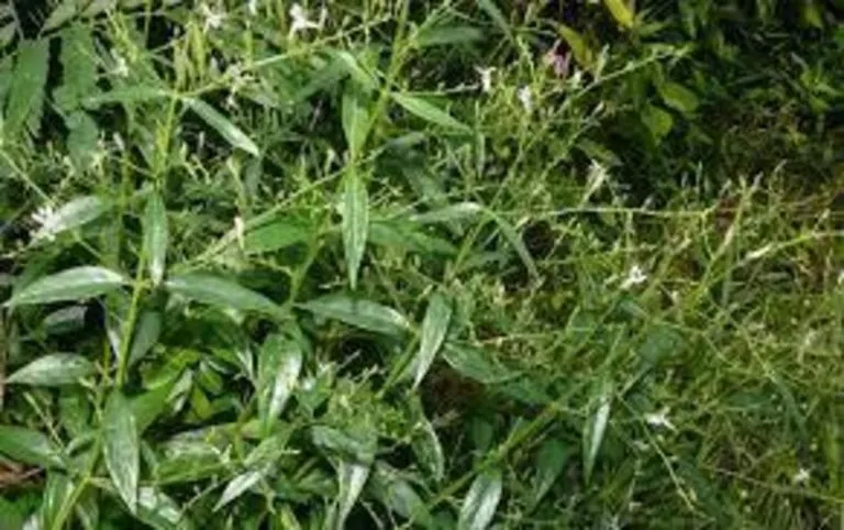 Chirata ke fayde aur nuksan