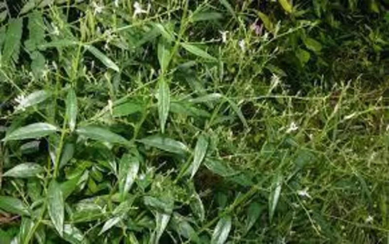 Chirata ke fayde aur nuksan