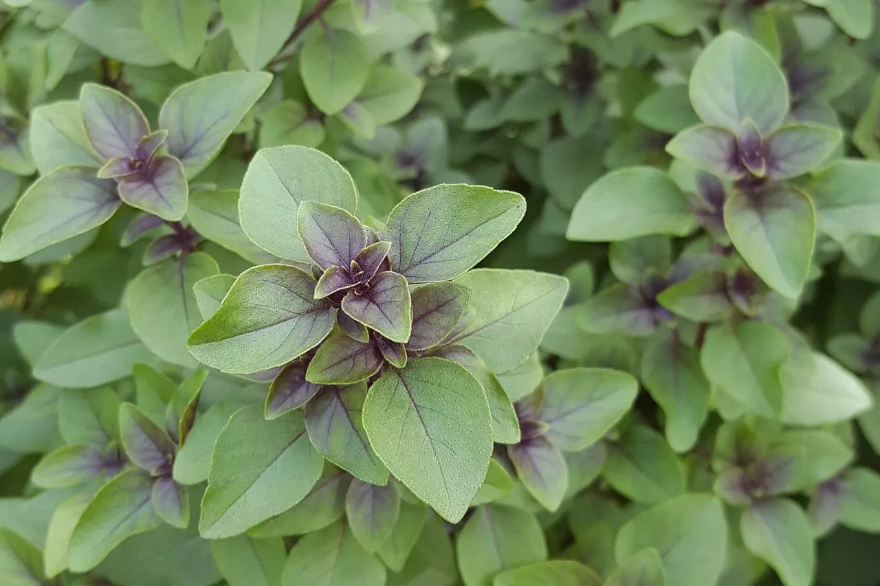 Tulsi ke fayde